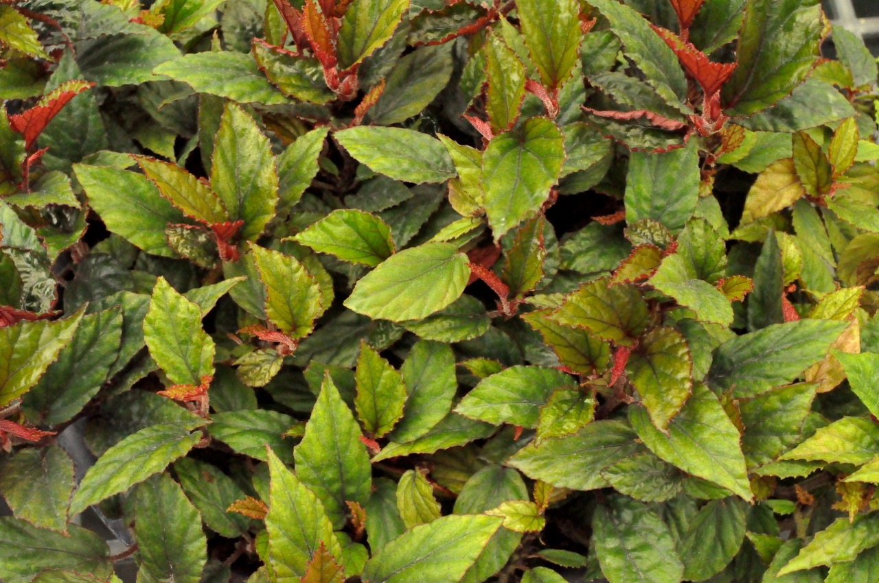 B. hainanensis